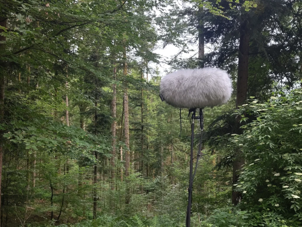 Microphone setup in the forest