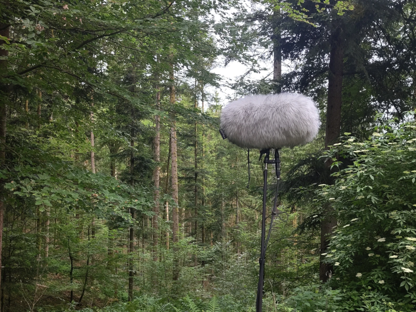 Microphone setup in the forest